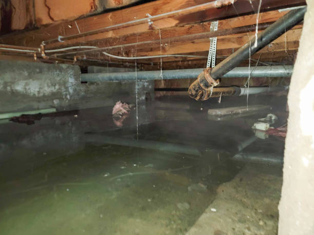 Best Residential water damage restoration  in Mount Vernon, TX