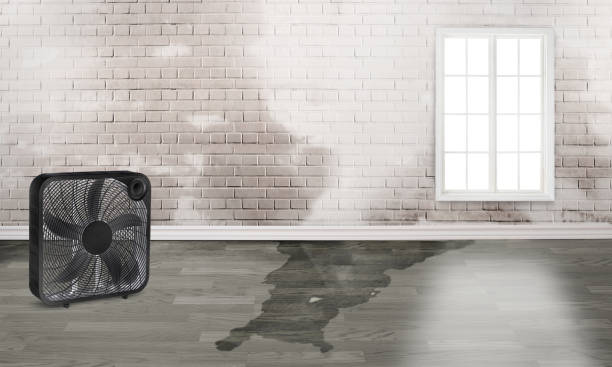 Best Flood damage cleanup  in Mount Vernon, TX