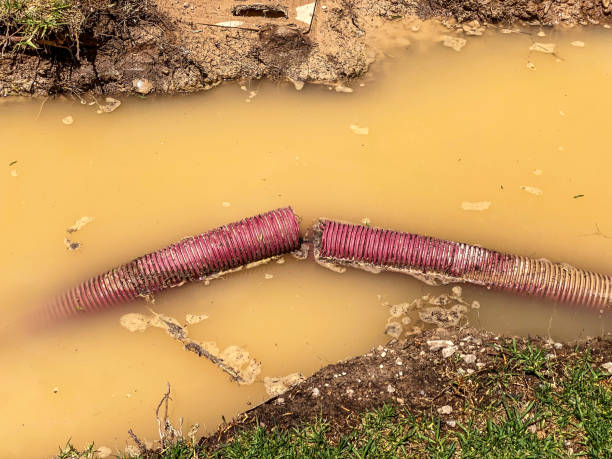 Best Professional water damage repair  in Mount Vernon, TX