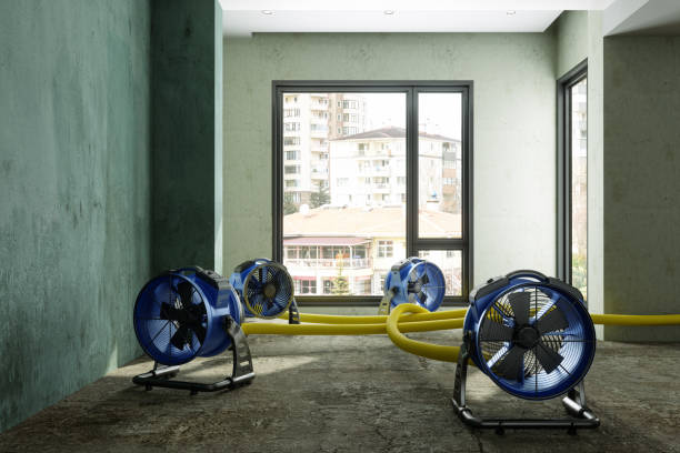 Best Flood damage cleanup  in Mount Vernon, TX
