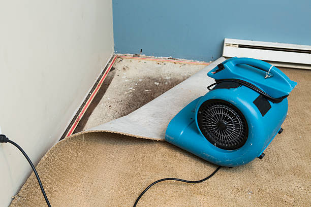 Best Water damage restoration near me  in Mount Vernon, TX